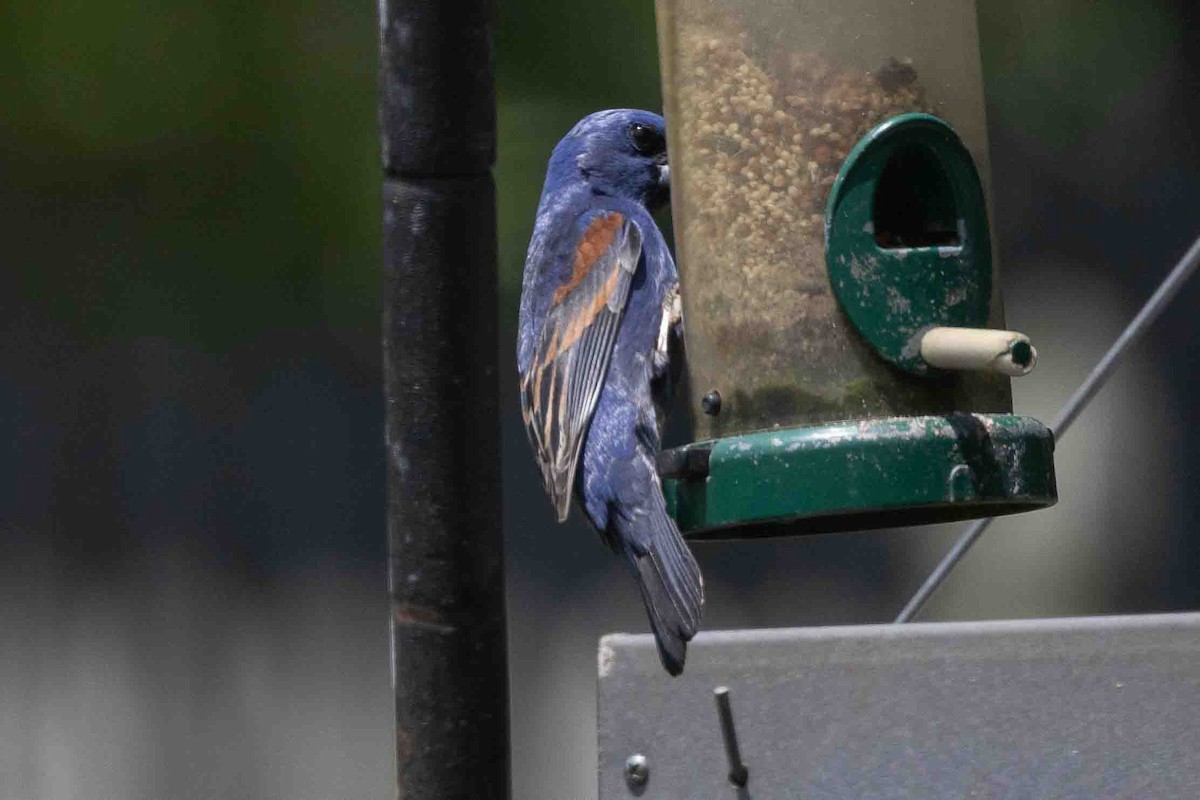 Blue Grosbeak - Ann Van Sant