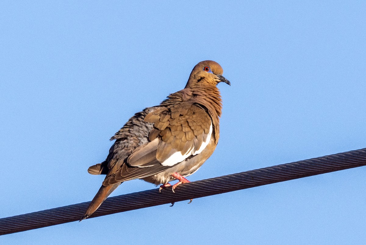 White-winged Dove - Lutz Duerselen