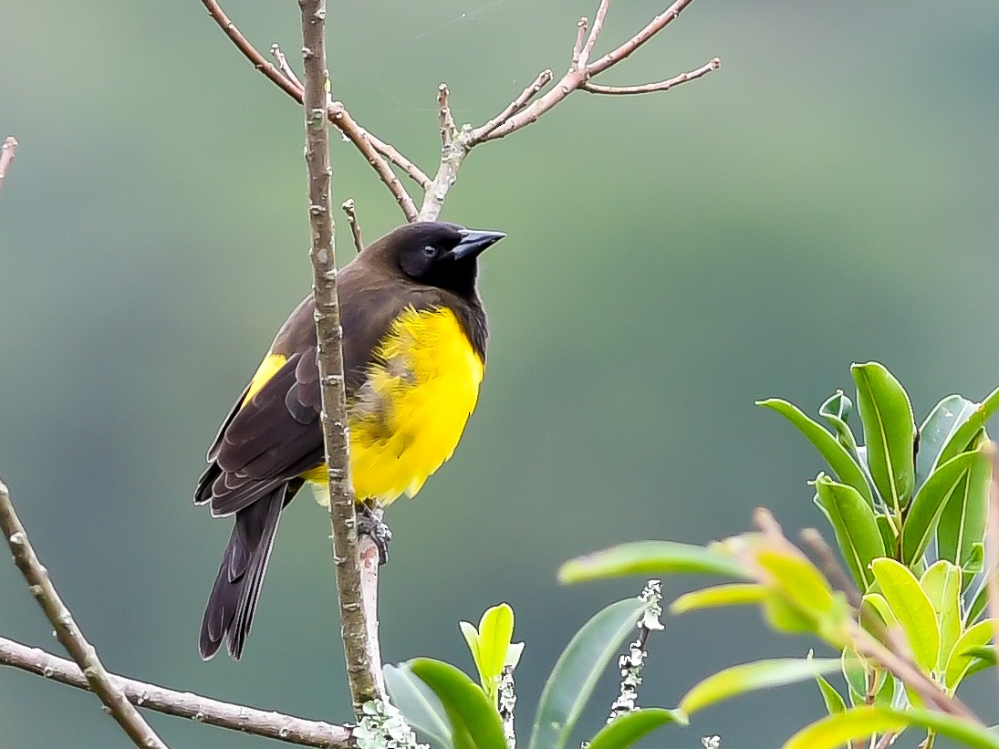 Yellow-rumped Marshbird - ML620644305