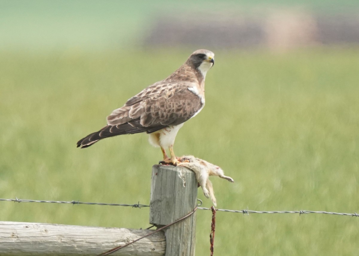 Swainson's Hawk - ML620644306