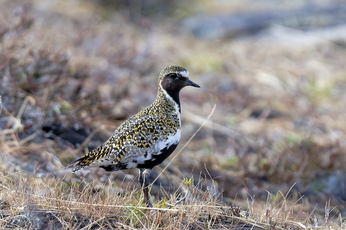 European Golden-Plover - ML620644307