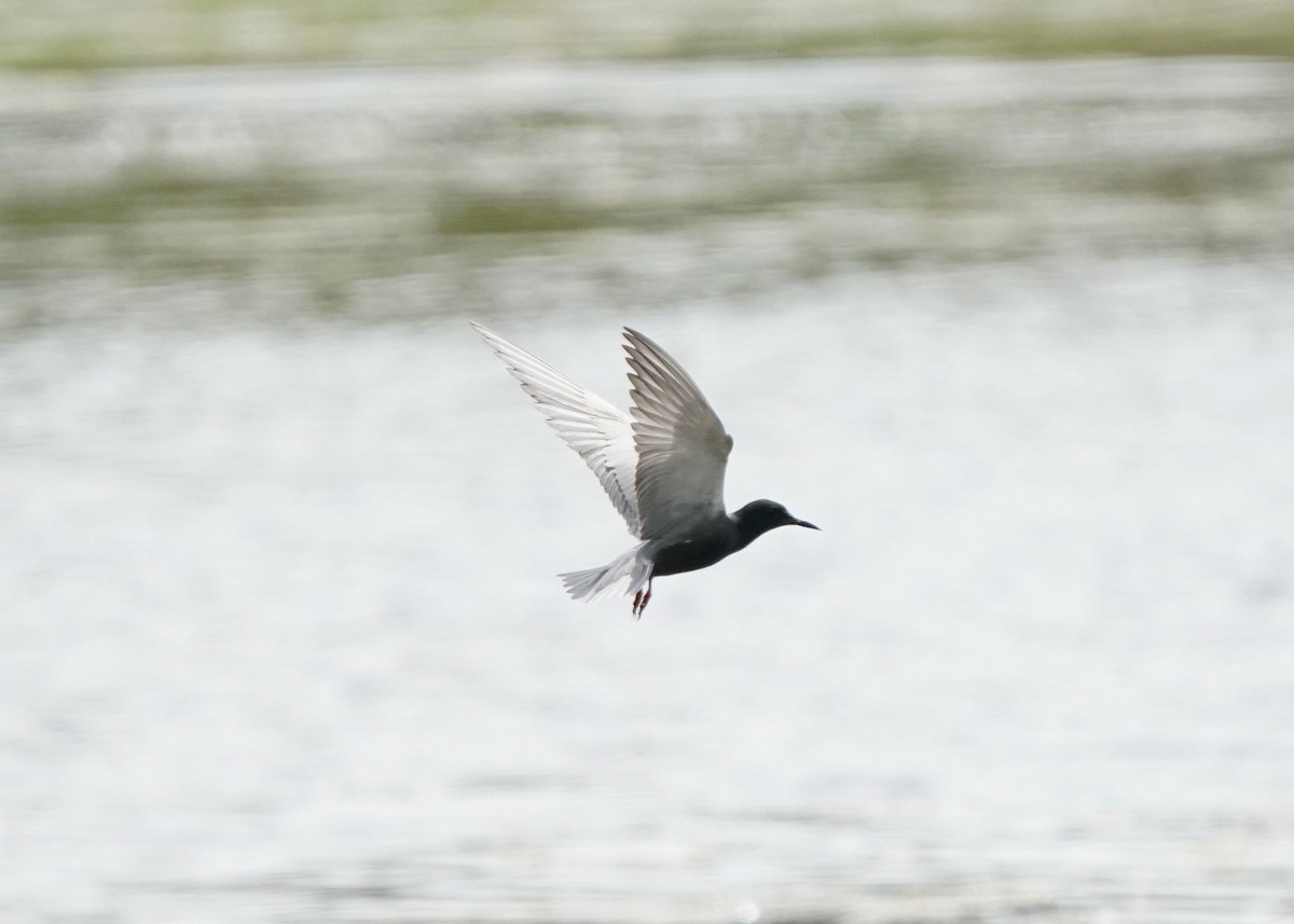 Black Tern - ML620644312