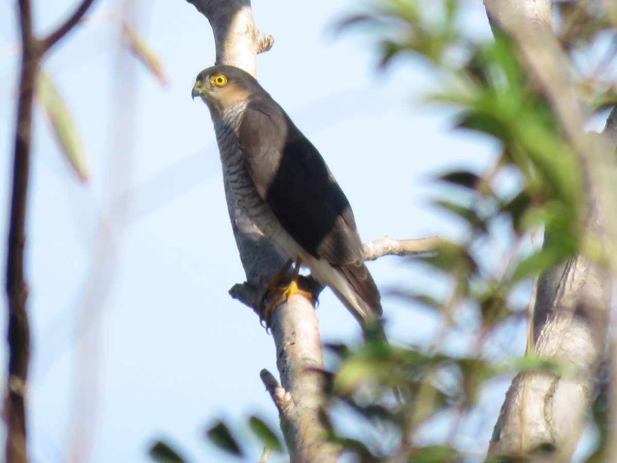 Sharp-shinned Hawk - ML620644313