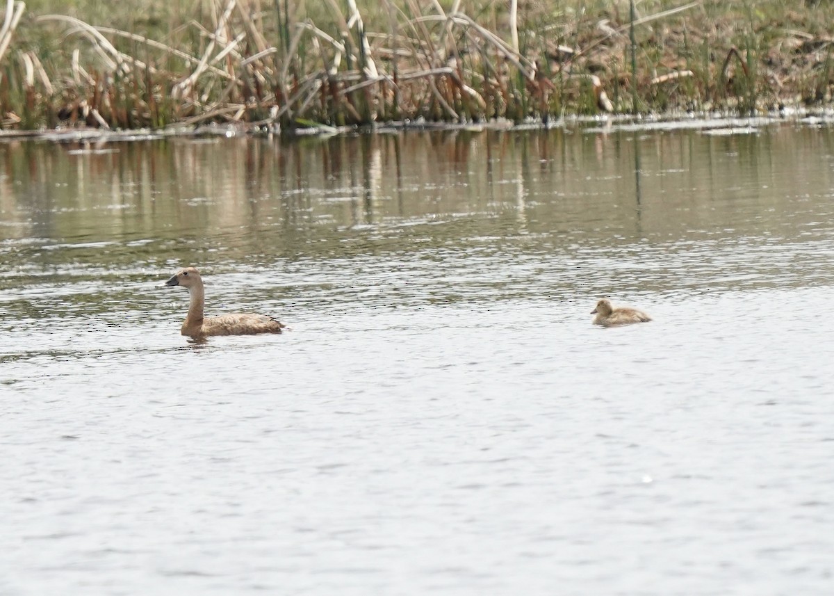 Canvasback - ML620644315