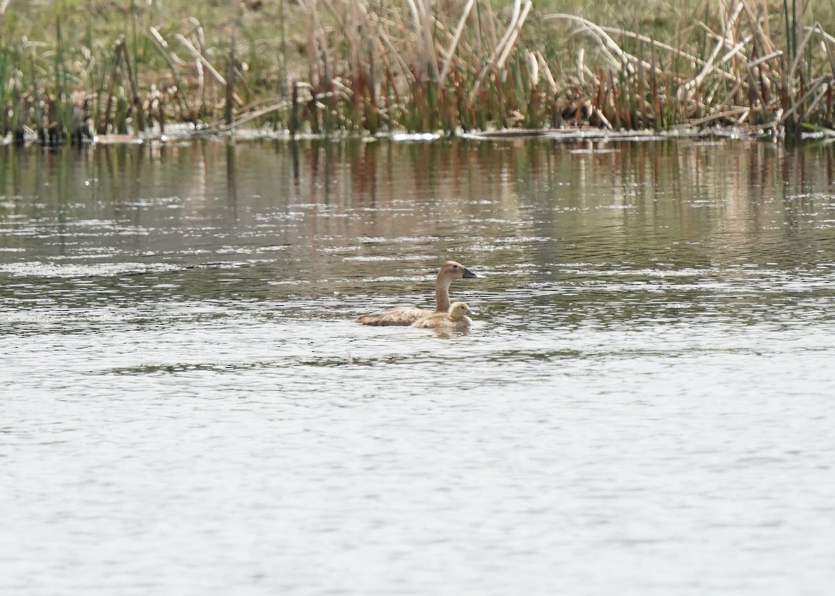 Canvasback - ML620644316