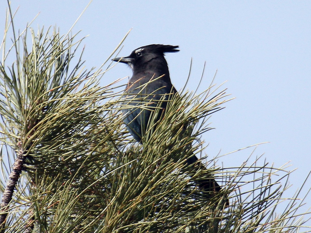 Steller's Jay - ML620644318