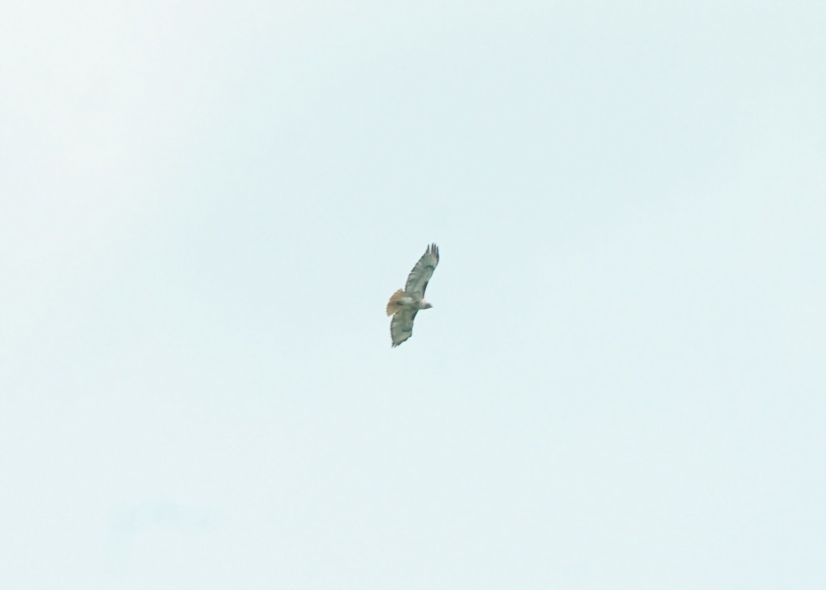 Red-tailed Hawk - ML620644324