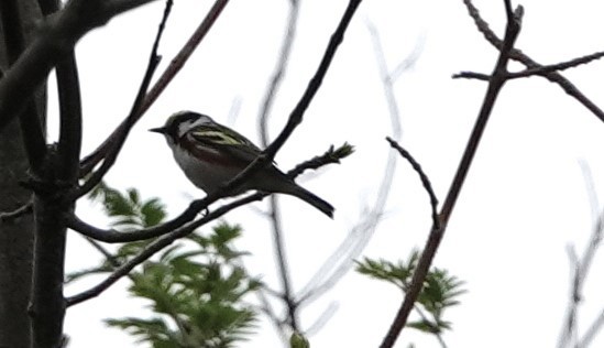 Chestnut-sided Warbler - ML620644326