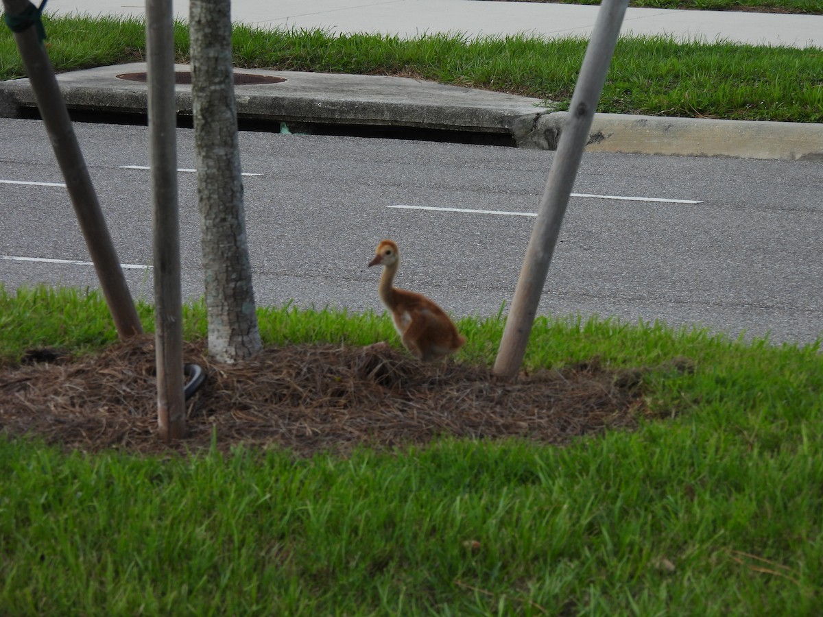 Sandhill Crane - ML620644331