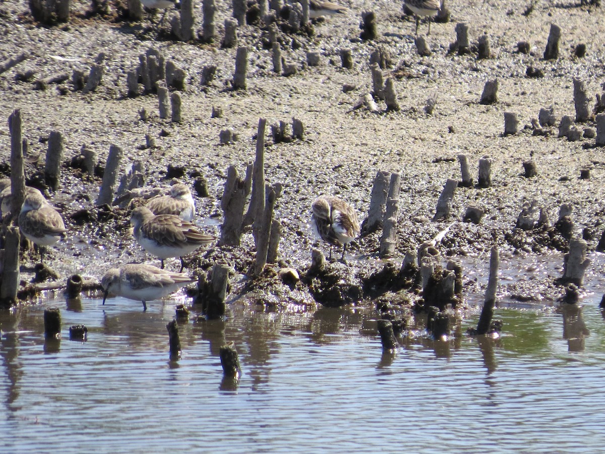 Little Stint - ML620644332