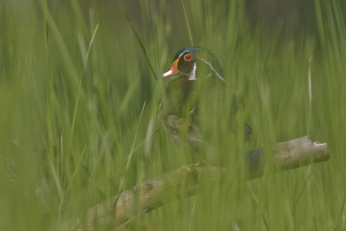 Wood Duck - ML620644333