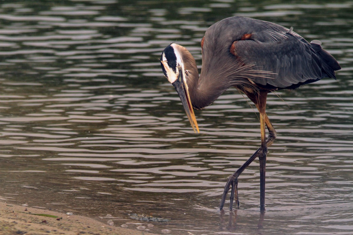 Garza Azulada - ML620644335