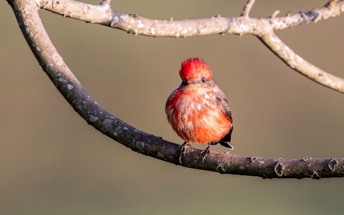 Vermilion Flycatcher - ML620644336