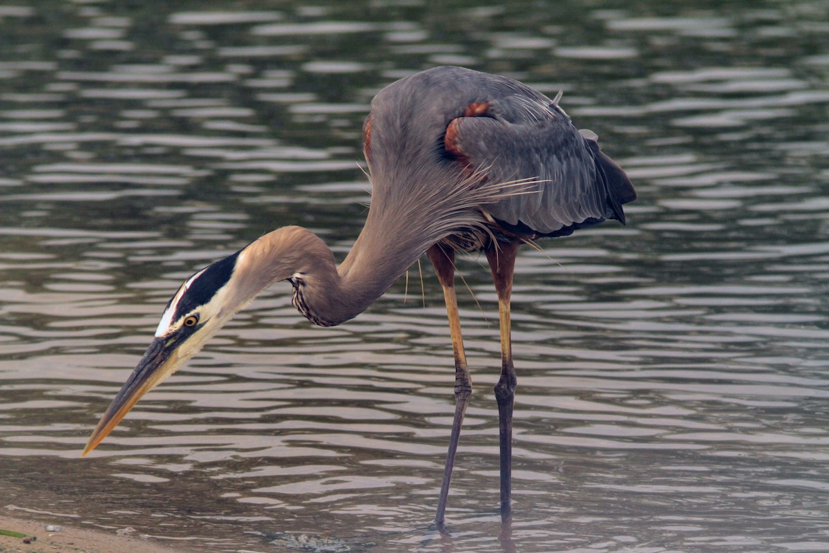 Garza Azulada - ML620644337