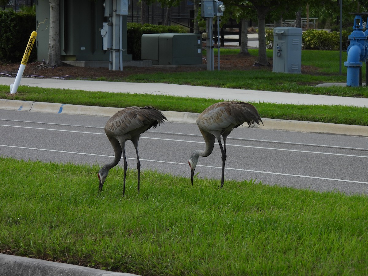 Sandhill Crane - ML620644339