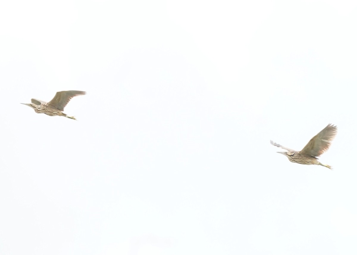 American Bittern - ML620644341