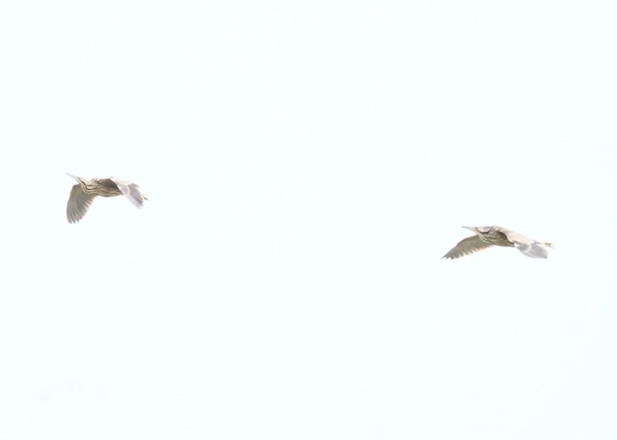 American Bittern - Pam Hardy