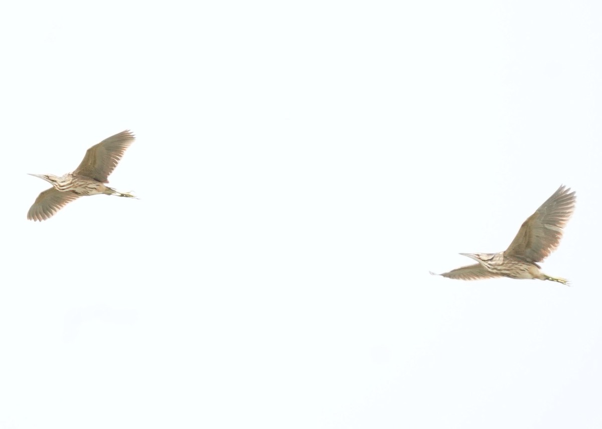 American Bittern - ML620644343