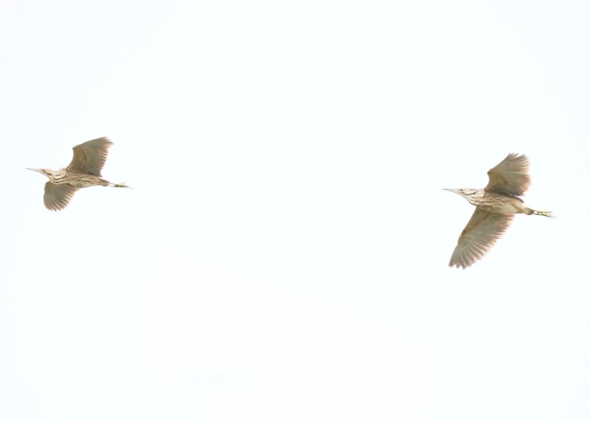 American Bittern - ML620644347