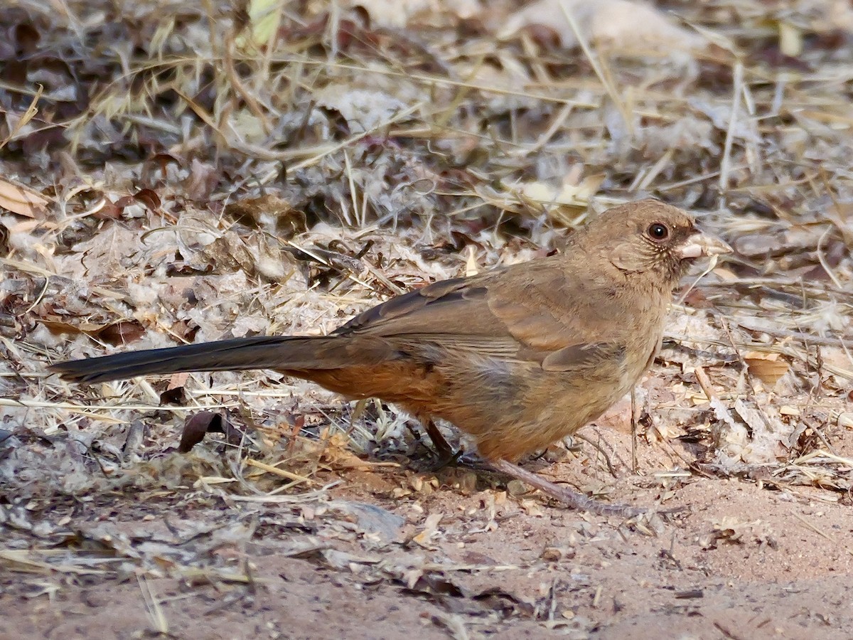 Abert's Towhee - ML620644348