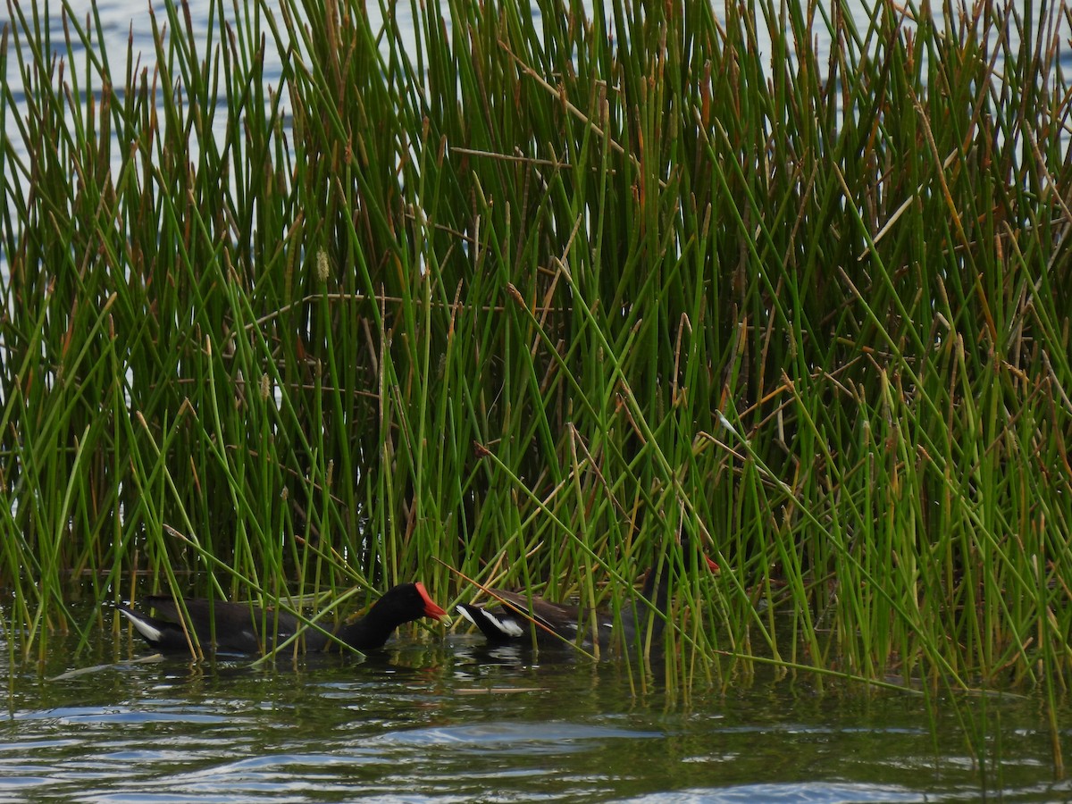 Gallinule d'Amérique - ML620644349