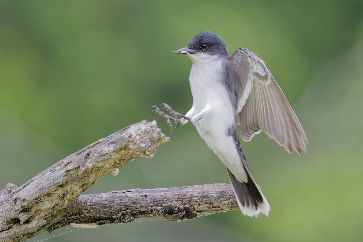 Eastern Kingbird - ML620644352