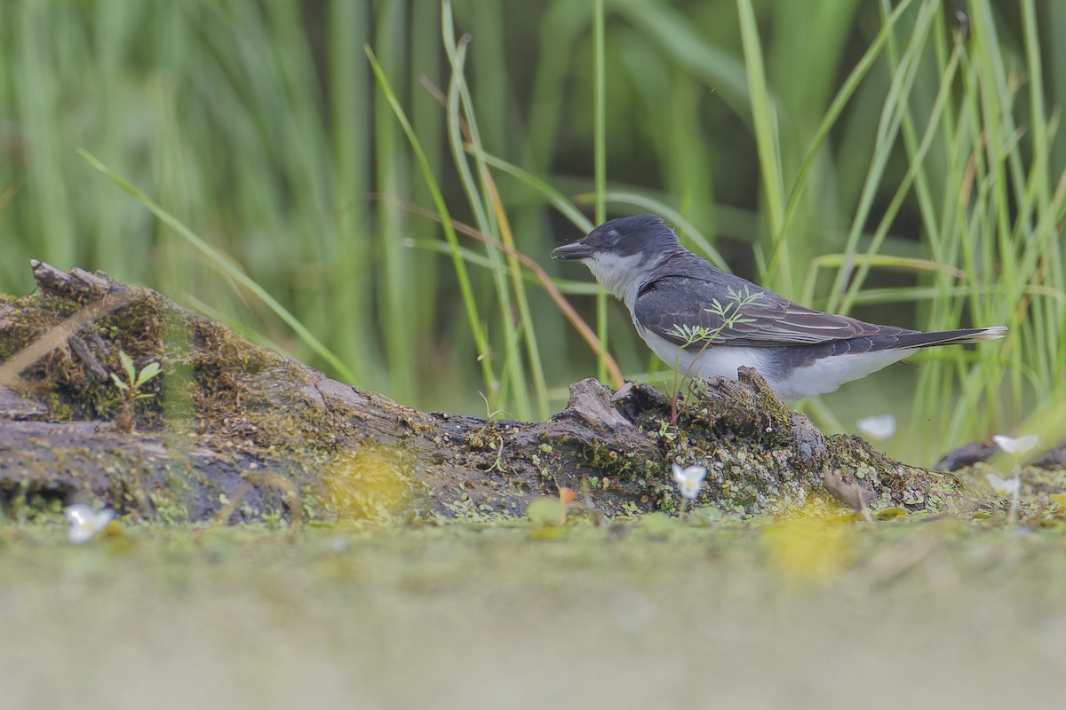 Eastern Kingbird - ML620644353