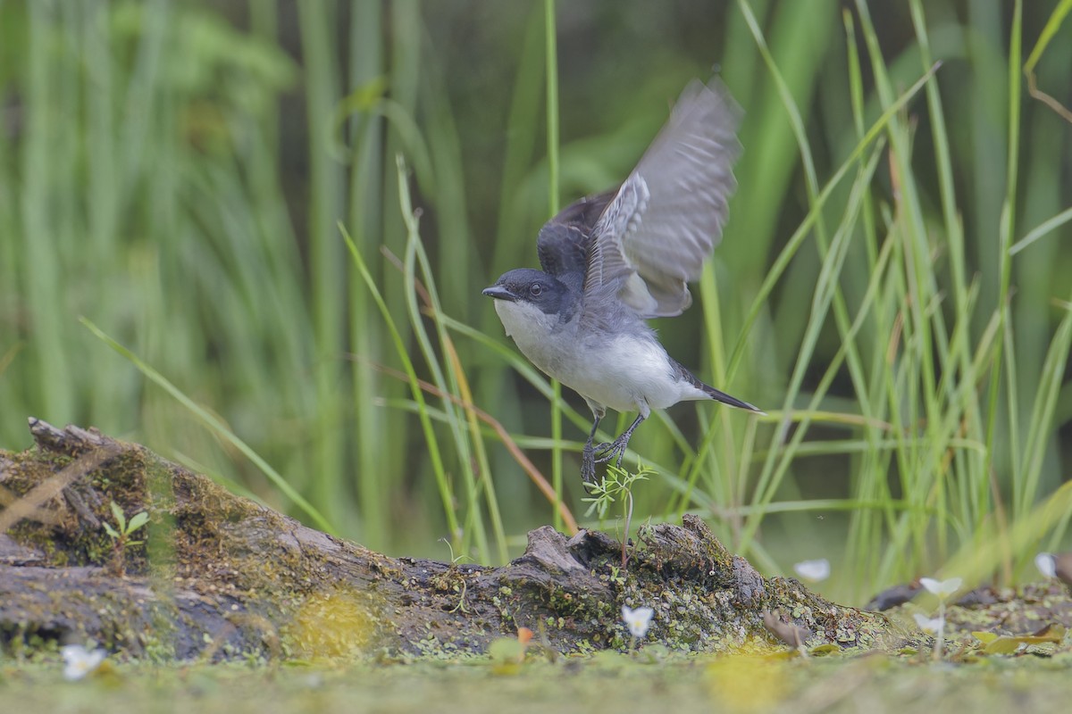 Eastern Kingbird - ML620644354