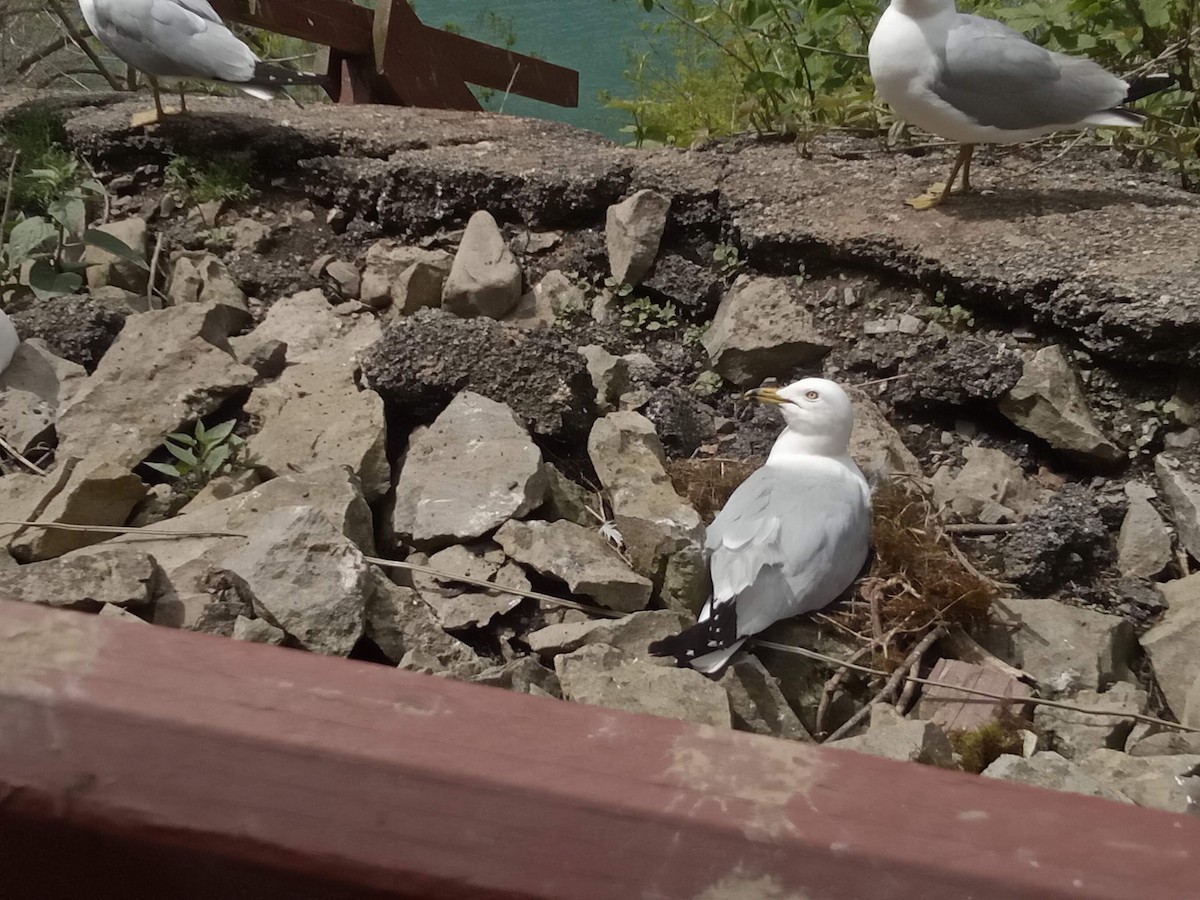 Ring-billed Gull - ML620644356