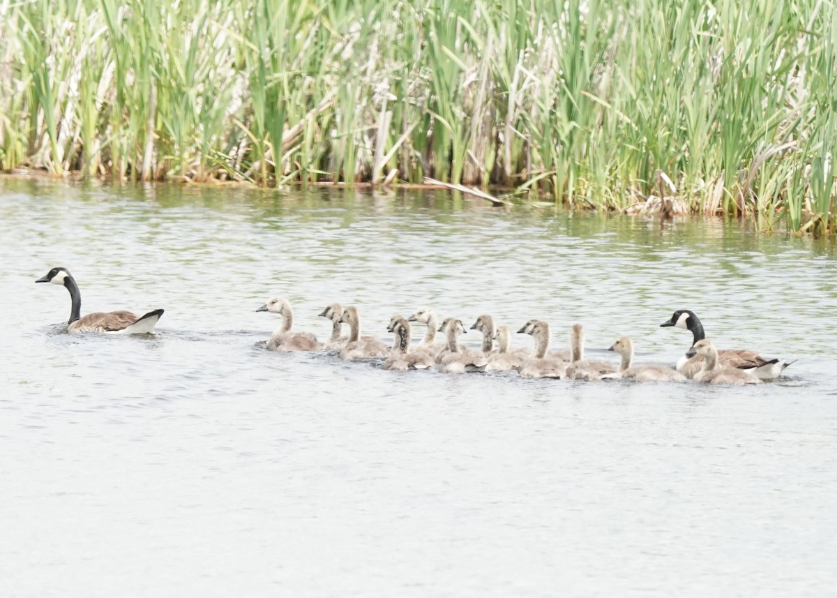 Canada Goose - ML620644358