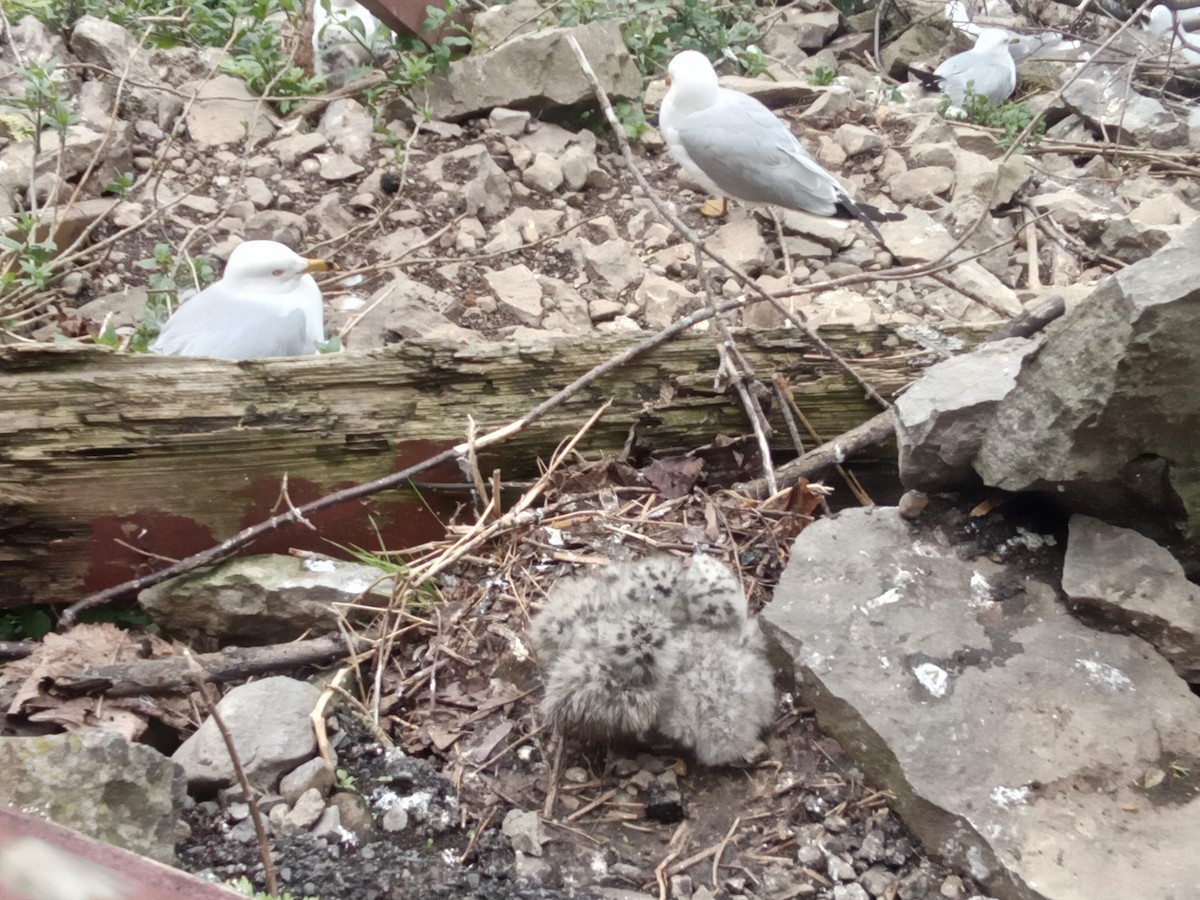 Ring-billed Gull - ML620644359