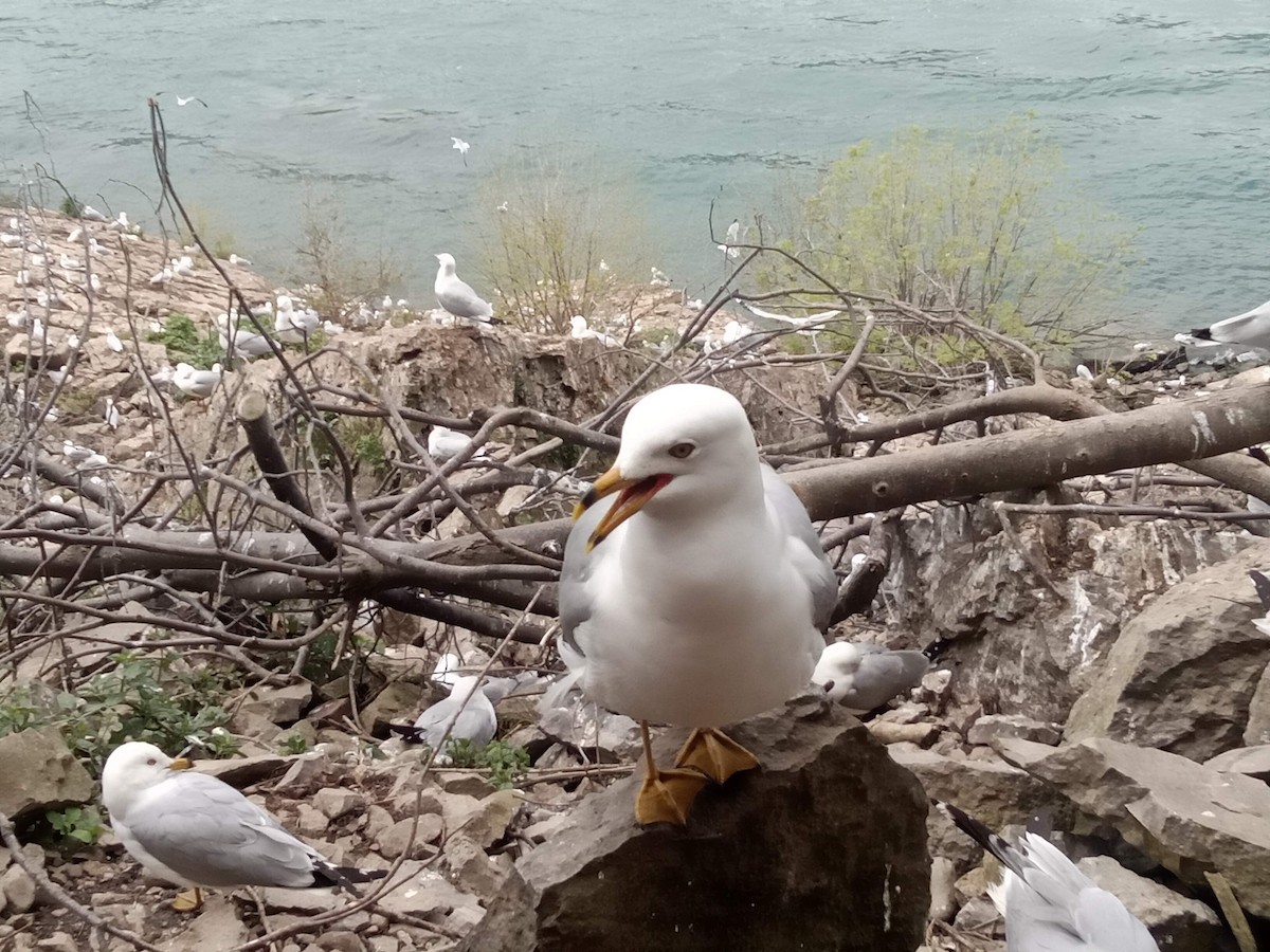 Ring-billed Gull - ML620644361