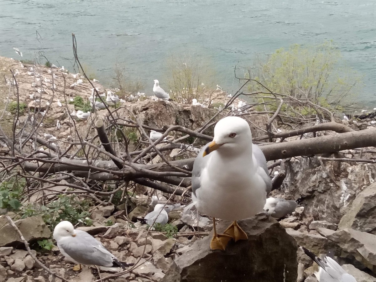 Ring-billed Gull - ML620644363