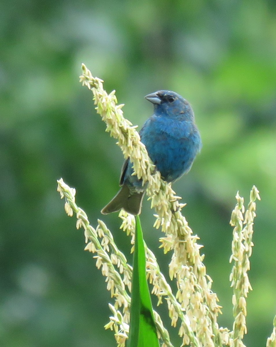 Indigo Bunting - ML620644364