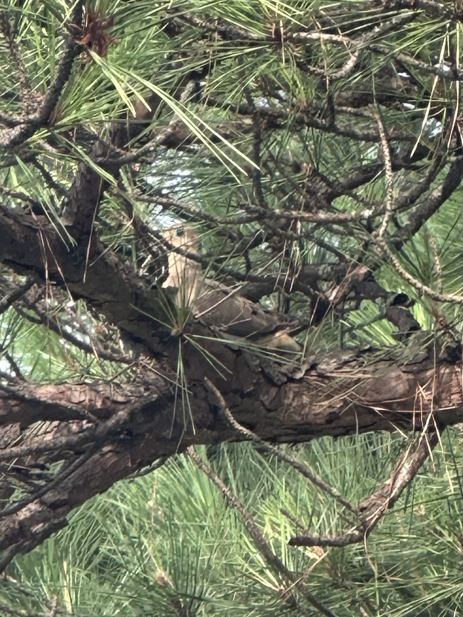 Mourning Dove - ML620644365