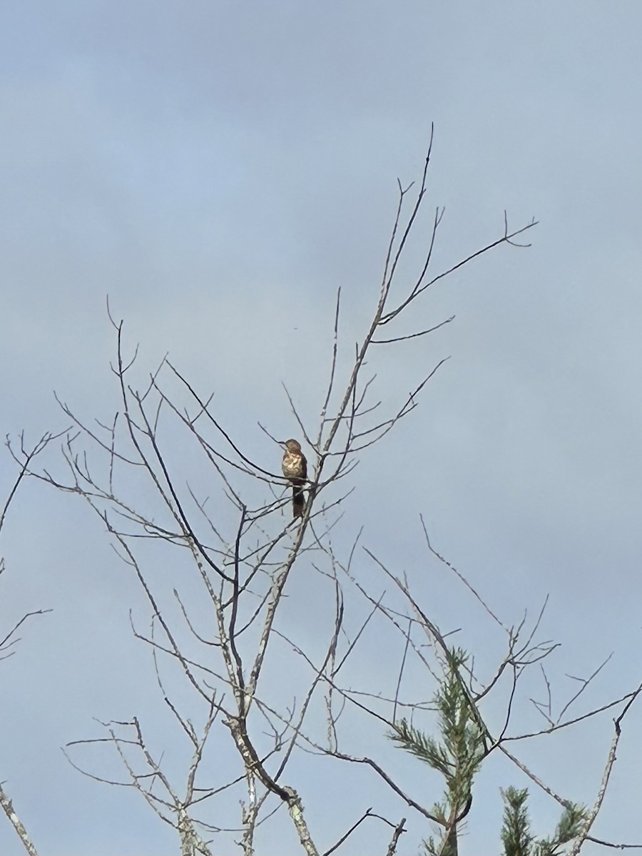 Brown Thrasher - Mary Alm