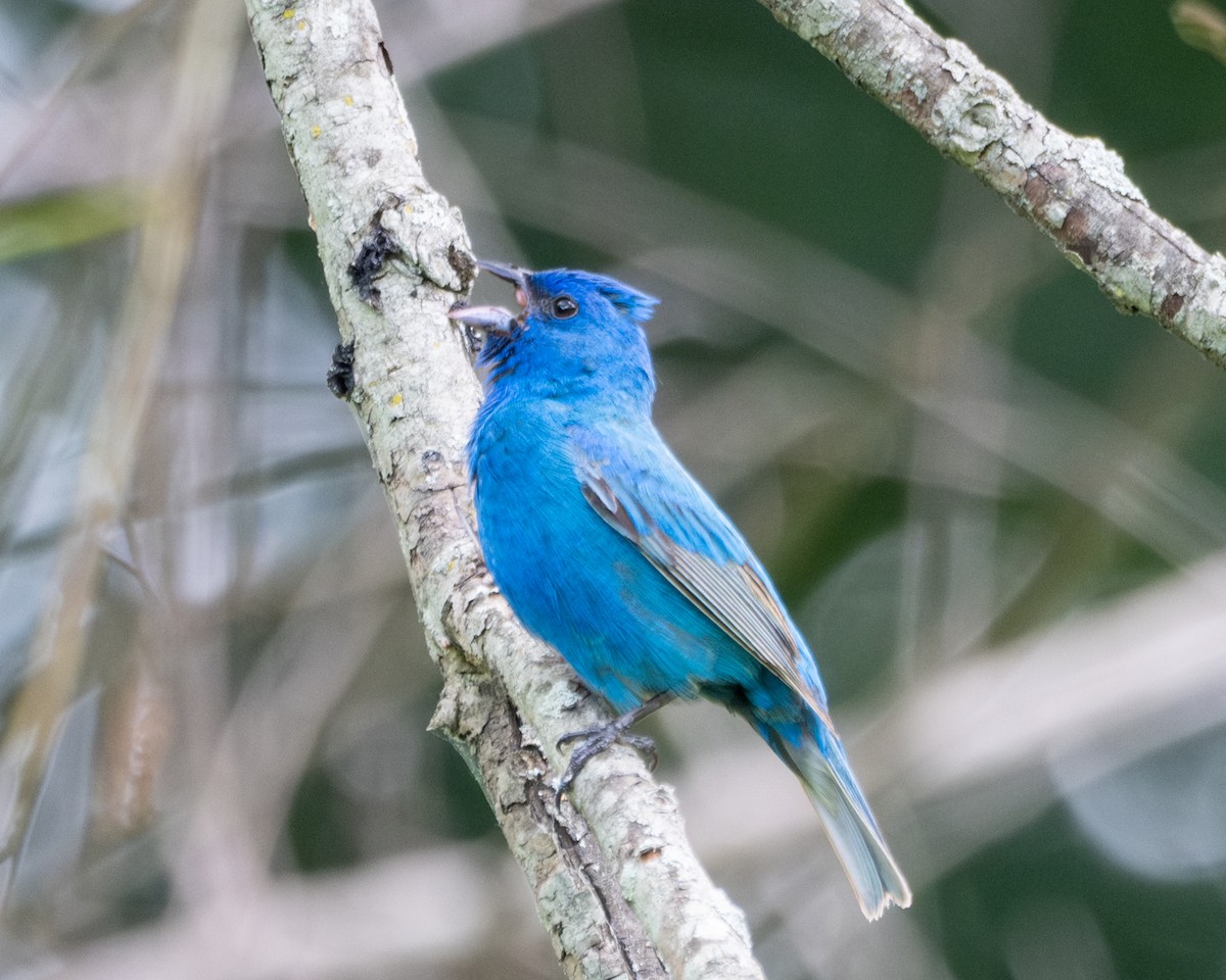 Indigo Bunting - ML620644371