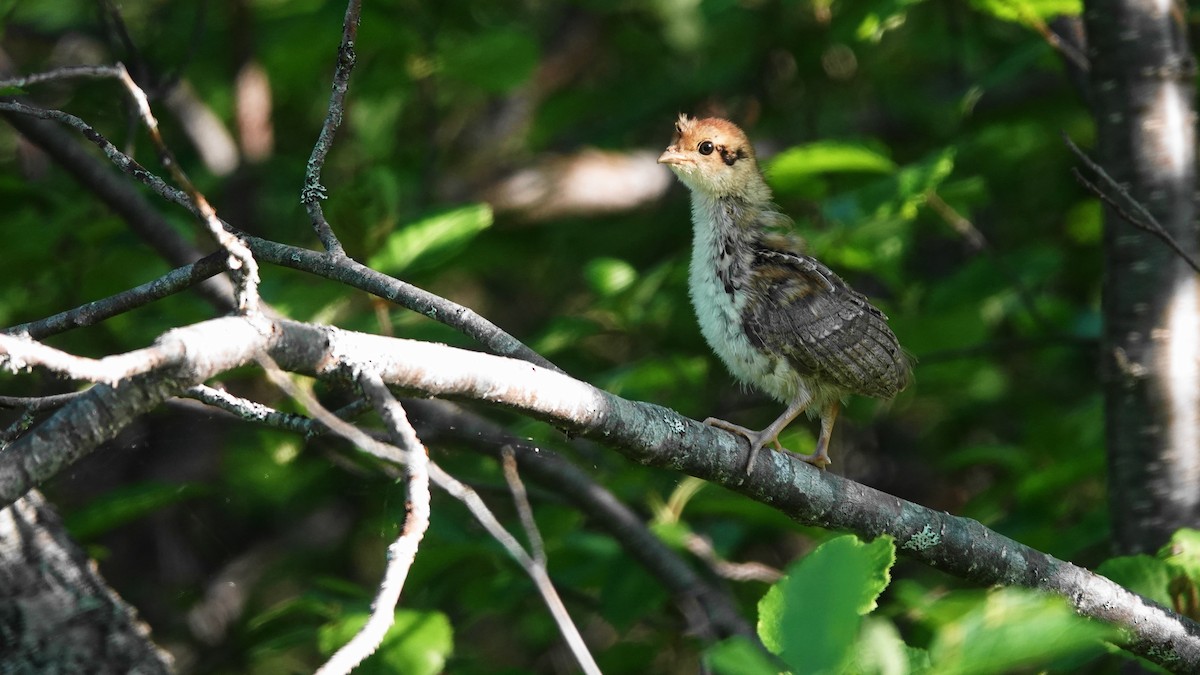 Ruffed Grouse - ML620644375