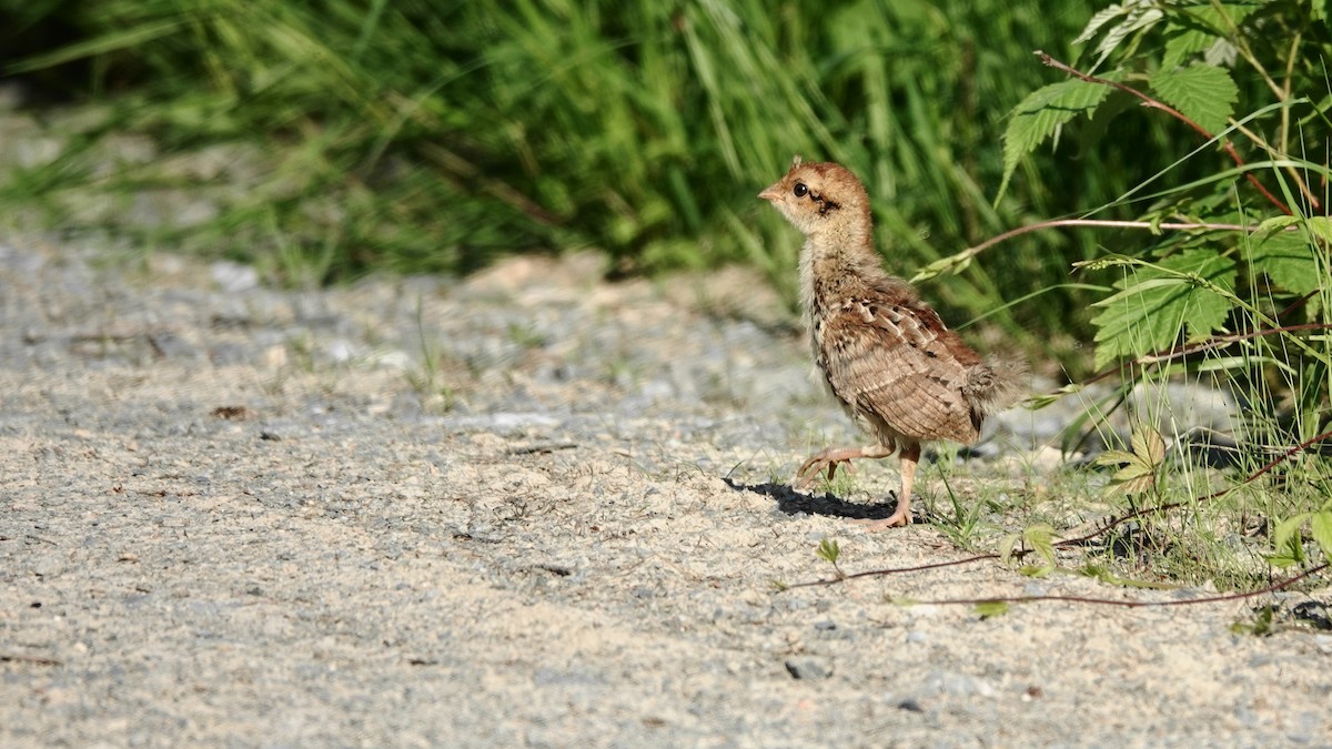 Ruffed Grouse - ML620644377