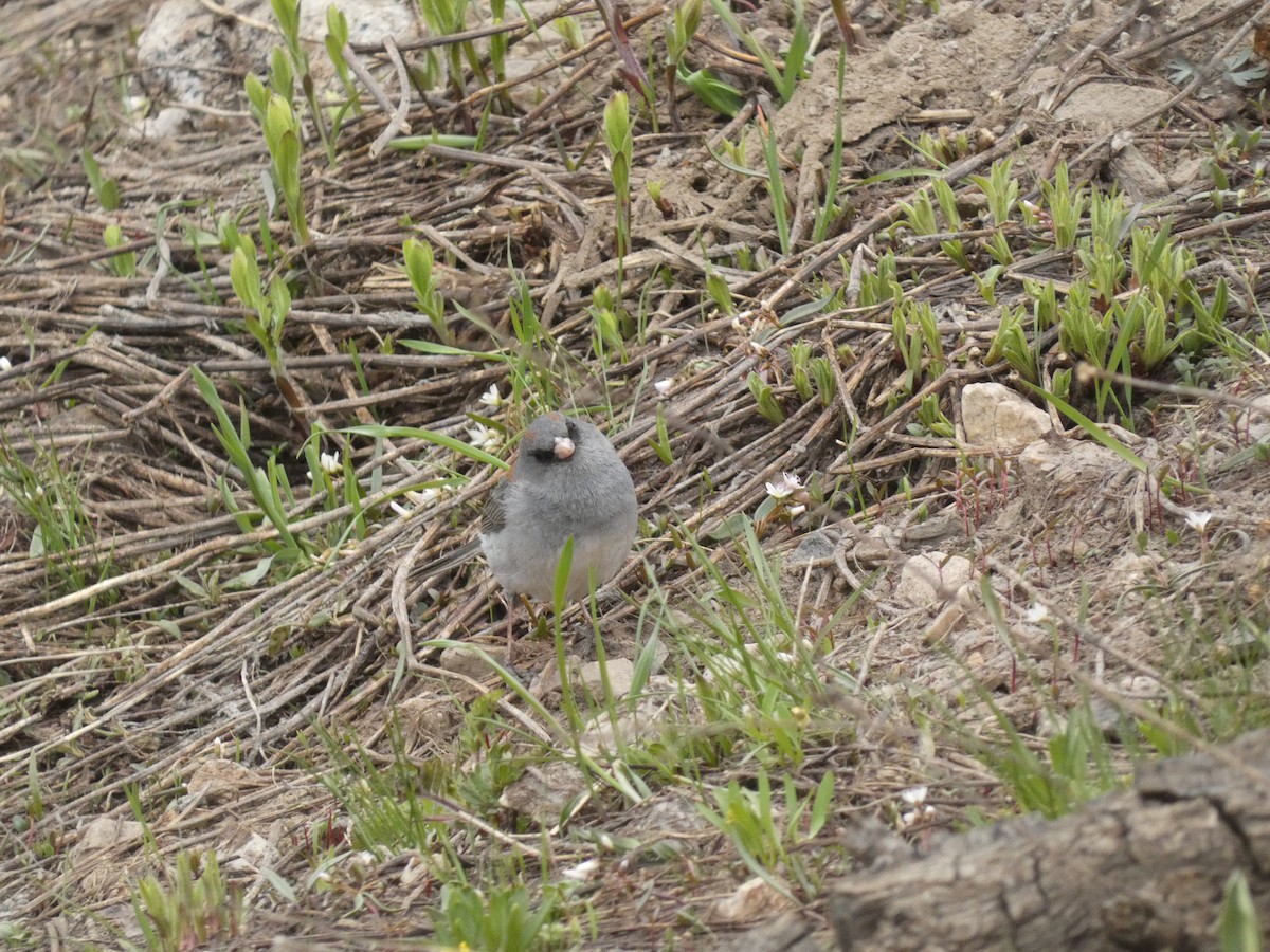 Junco Ojioscuro - ML620644385