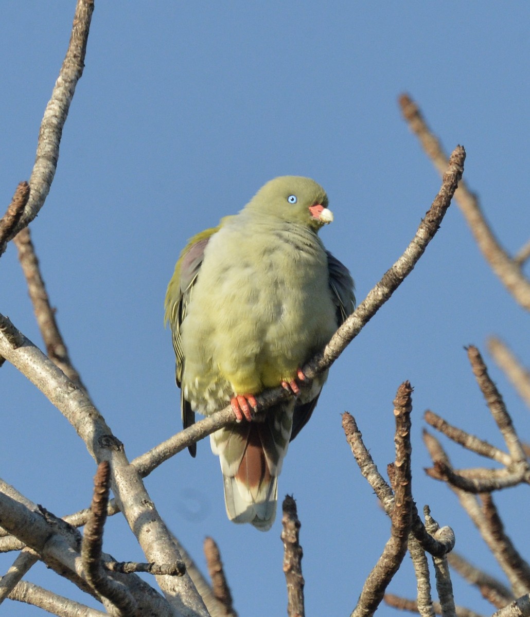 Африканский зелёный голубь - ML620644387