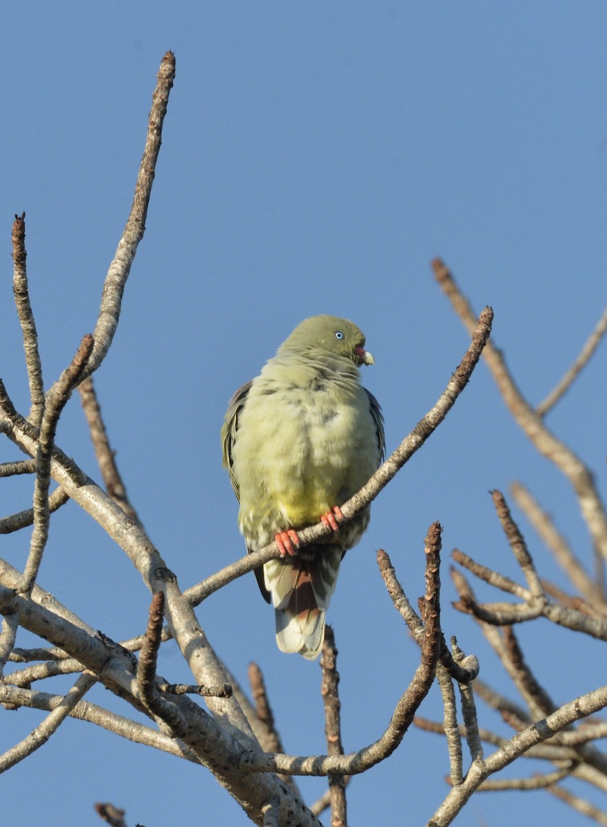 African Green-Pigeon - ML620644388