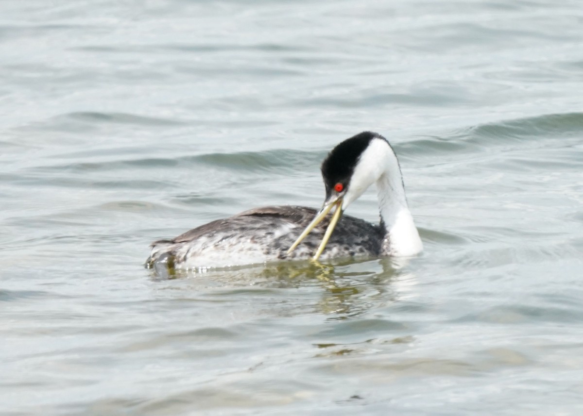 Western Grebe - ML620644394