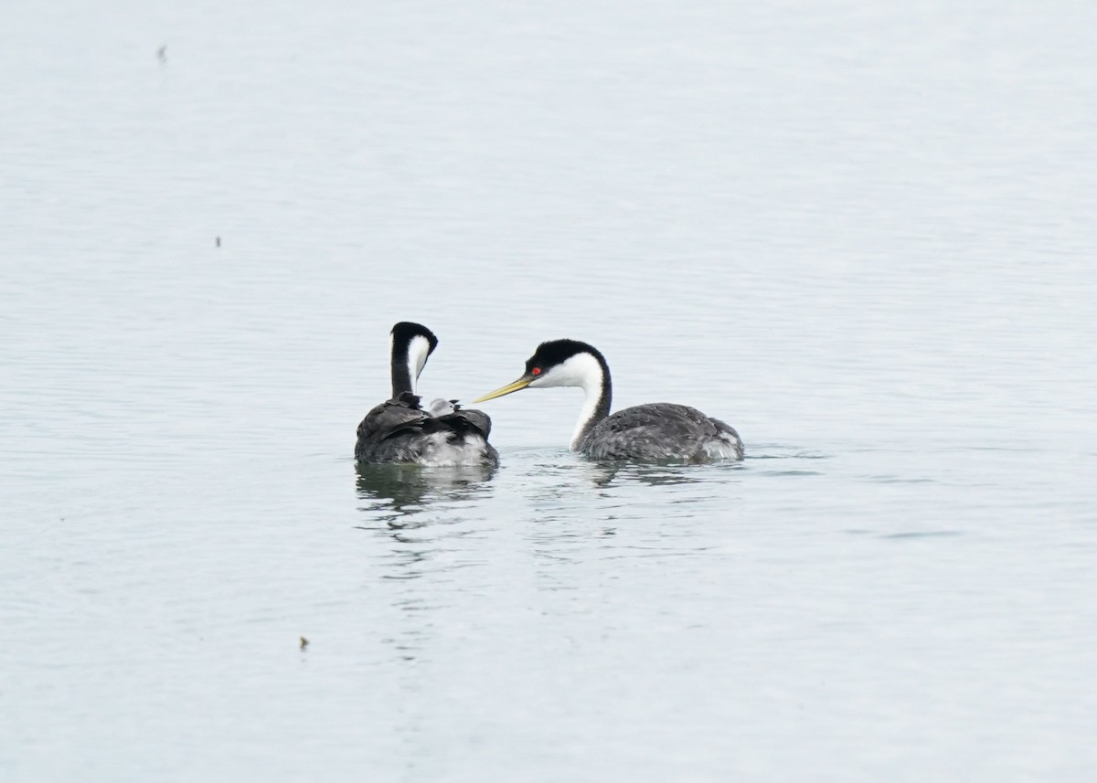 Western Grebe - ML620644395