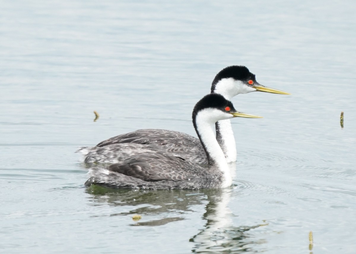 Western Grebe - ML620644396