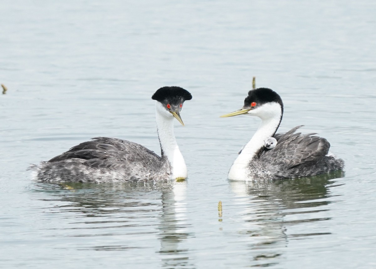 Western Grebe - ML620644397