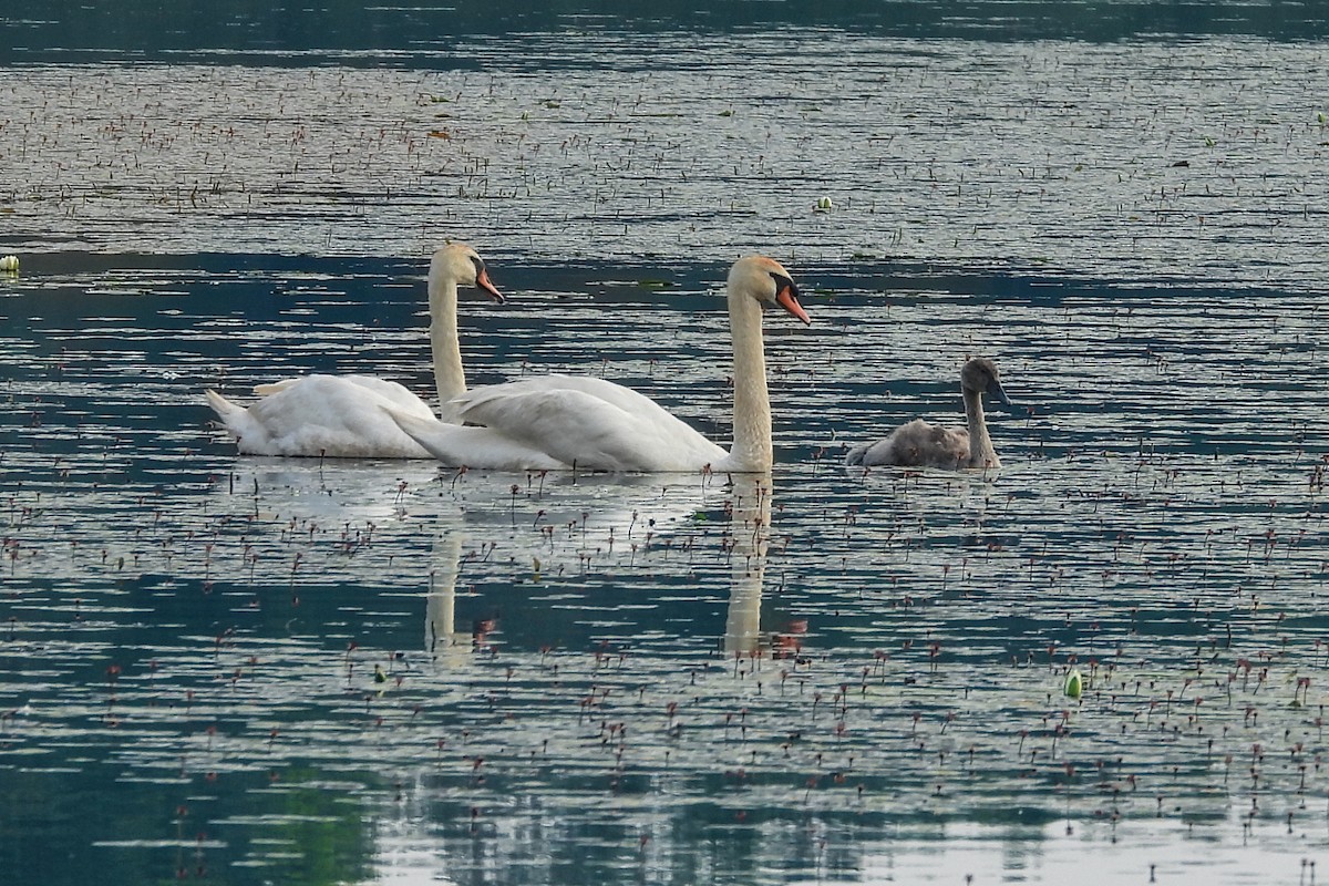 Cygne tuberculé - ML620644402