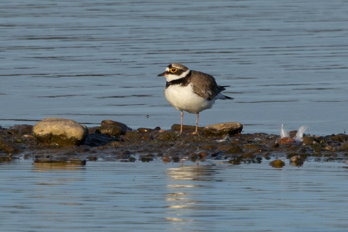 Little Ringed Plover - ML620644404