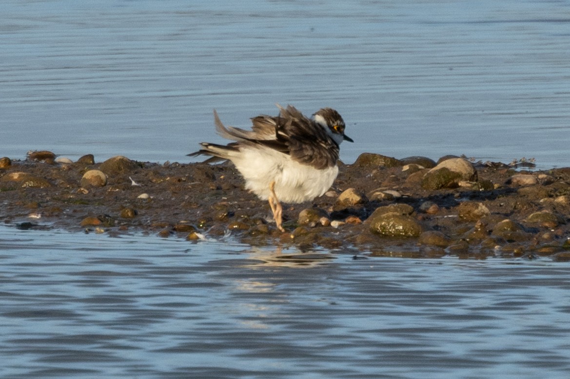 Little Ringed Plover - ML620644405