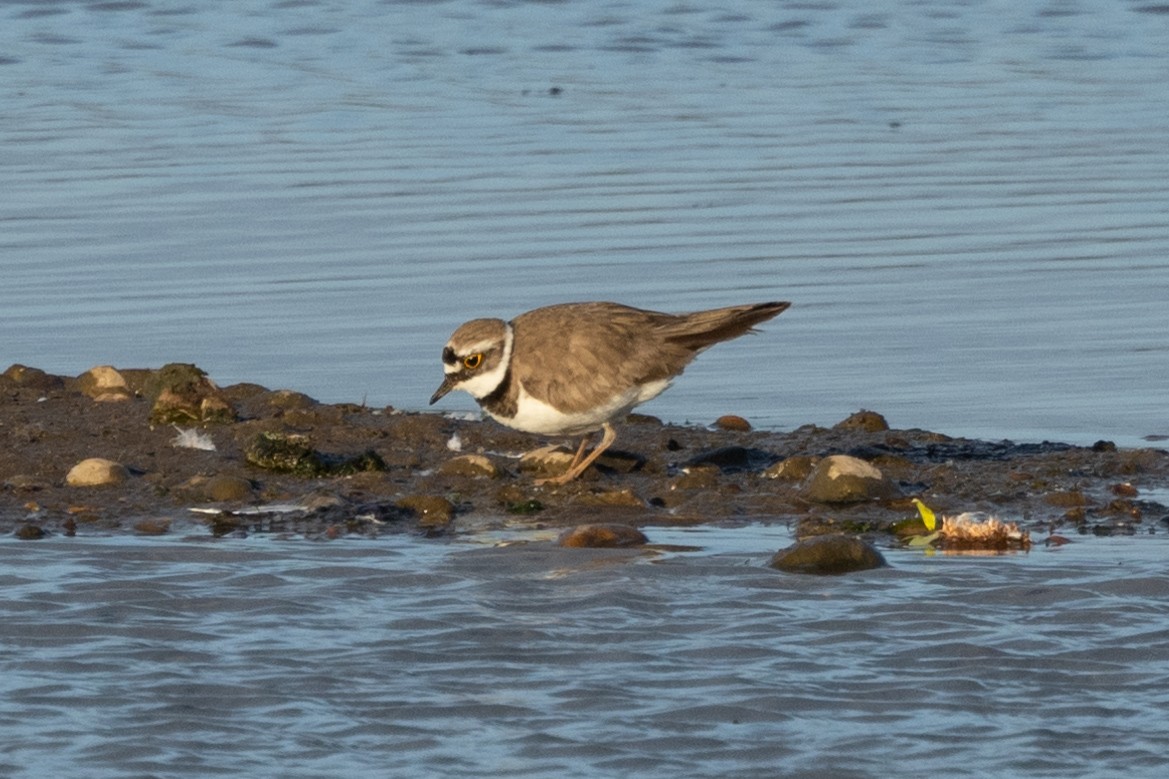 Little Ringed Plover - ML620644406